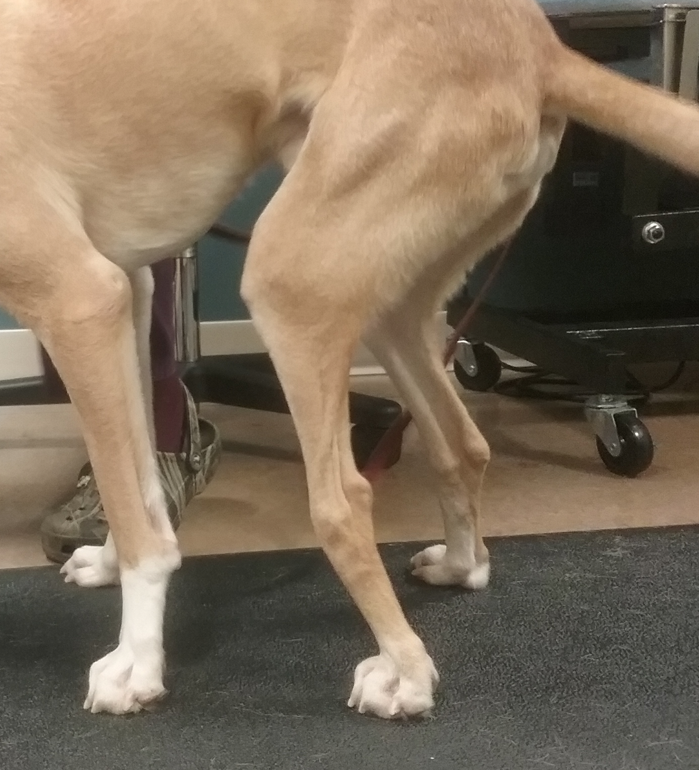 Hock/Ankle Hyperextension in Dogs Causes and Ways to Help Your Dog